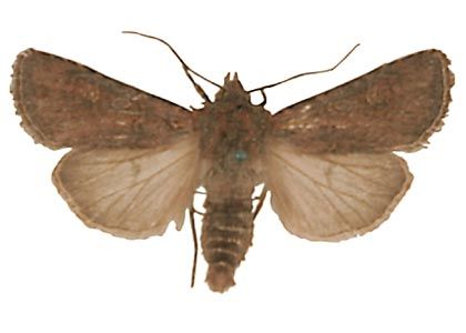 Euxoa nigrofusca (Esper, 1788) attēls