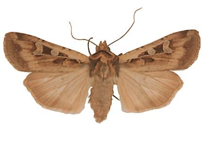 Euxoa ochrogaster (Guenée, 1852) attēls