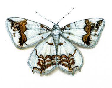 Eversmannia exornata (Eversmann, 1837) attēls