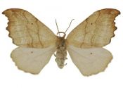 Falcaria lacertinaria (Linnaeus, 1758) attēls