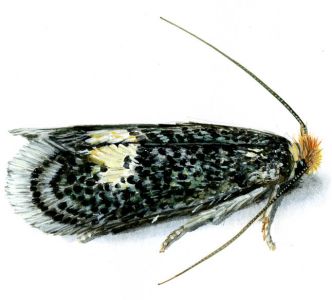 Fomoria septembrella (Stainton, 1849) attēls
