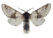 Furcula bicuspis (Borkhausen, 1790) attēls