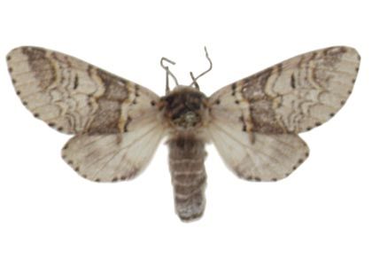 Furcula furcula (Clerck, 1759) attēls