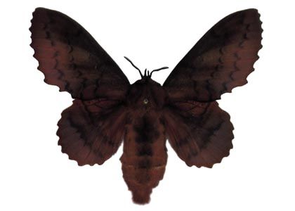 Gastropacha quercifolia (Linnaeus, 1758) attēls