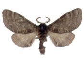 Gluphisia crenata (Esper, 1785) attēls