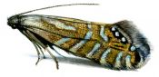 Glyphipterix thrasonella (Scopoli, 1763) attēls