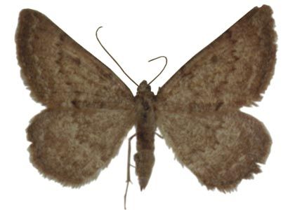 Gnophos obfuscata (Denis & Schiffermüller, 1775) attēls