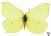 Gonepteryx rhamni (Linnaeus, 1758) attēls