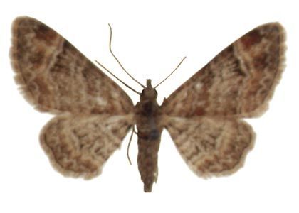 Gymnoscelis rufifasciata (Haworth, 1809) attēls