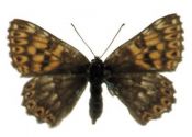 Hamearis lucina (Linnaeus, 1758) attēls