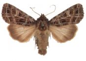 Heliophobus reticulata (Goeze, 1781) attēls