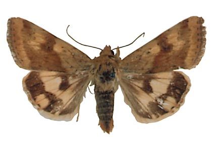 Heliothis maritima Graslin, 1855 attēls