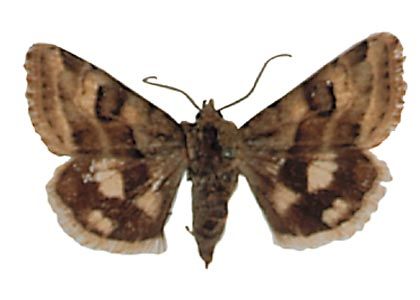 Heliothis ononis (Denis & Schiffermüller, 1775) attēls