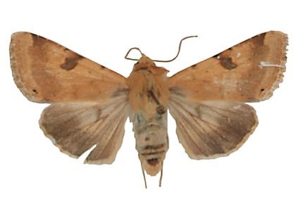 Heliothis peltigera (Denis & Schiffermüller, 1775) attēls