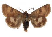 Heliothis viriplaca (Hufnagel, 1766) attēls