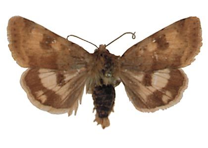 Heliothis viriplaca (Hufnagel, 1766) attēls