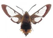 Hemaris fuciformis (Linnaeus, 1758) attēls