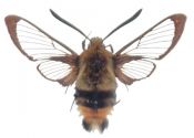 Hemaris tityus (Linnaeus, 1758) attēls