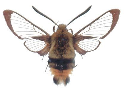 Hemaris tityus (Linnaeus, 1758) attēls