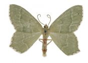 Hemithea aestivaria (Hübner, 1789) attēls