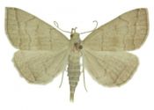 Herminia tarsicrinalis (Knoch, 1782) attēls