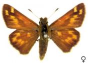 Hesperia comma (Linnaeus, 1758) attēls