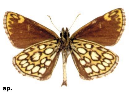 Heteropterus morpheus (Pallas, 1771) attēls