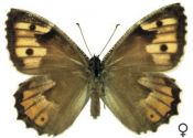 Hipparchia semele (Linnaeus, 1758) attēls