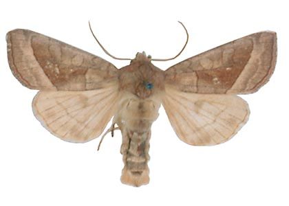 Hydraecia micacea (Esper, 1789) attēls