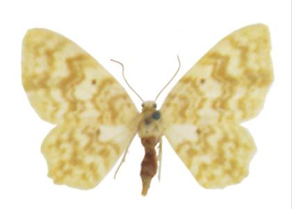 Hydrelia flammeolaria (Hufnagel, 1767) attēls