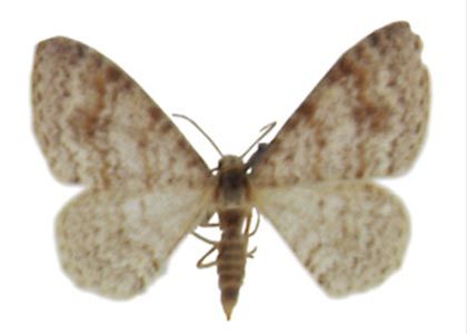 Hydrelia sylvata (Denis & Schiffermüller, 1775) attēls