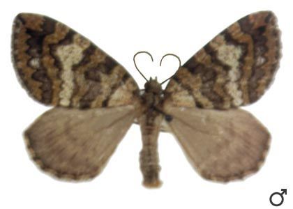 Hydriomena furcata (Thunberg, 1784) attēls