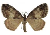 Hydriomena impluviata (Denis & Schiffermüller, 1775) attēls