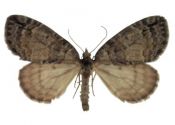 Hydriomena ruberata (Freyer, 1831) attēls