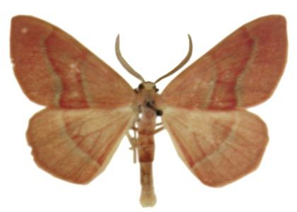 Hylaea fasciaria (Linnaeus, 1758) attēls