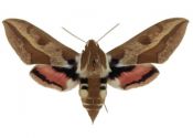 Hyles euphorbiae (Linnaeus, 1758) attēls