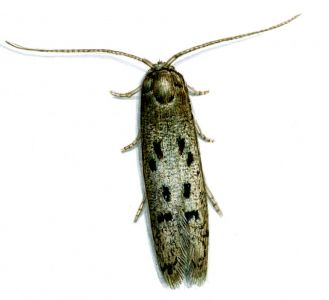 Hypatopa binotella (Thunberg, 1794) attēls