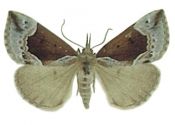 Hypena crassalis (Fabricius, 1787) attēls