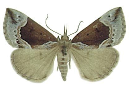 Hypena crassalis (Fabricius, 1787) attēls