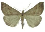 Hypena proboscidalis (Linnaeus, 1758) attēls