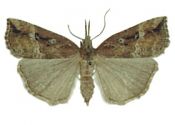 Hypena rostralis (Linnaeus, 1758) attēls