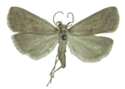 Hypenodes humidalis Doubleday, 1850 attēls