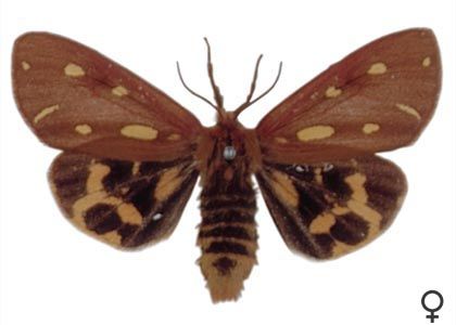 Hyphoraia aulica (Linnaeus, 1758) attēls