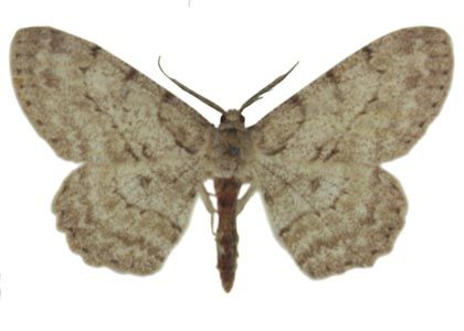 Hypomecis punctinalis (Scopoli, 1763) attēls