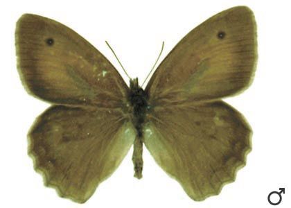 Hyponephele lycaon (Rottemburg, 1775) attēls