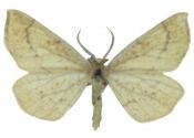 Hypoxystis pluviaria (Fabricius, 1787) attēls