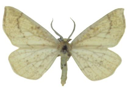 Hypoxystis pluviaria (Fabricius, 1787) attēls