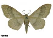 Idaea aversata (Linnaeus, 1758) attēls