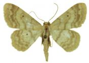 Idaea biselata (Hufnagel, 1767) attēls