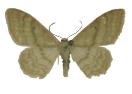 Idaea deversaria (Herrich-Schäffer, 1847) attēls